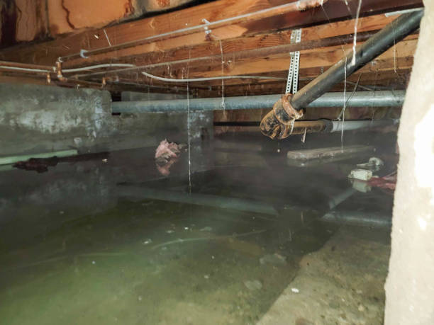 Best Flood damage cleanup  in Inverness Highlands North, FL